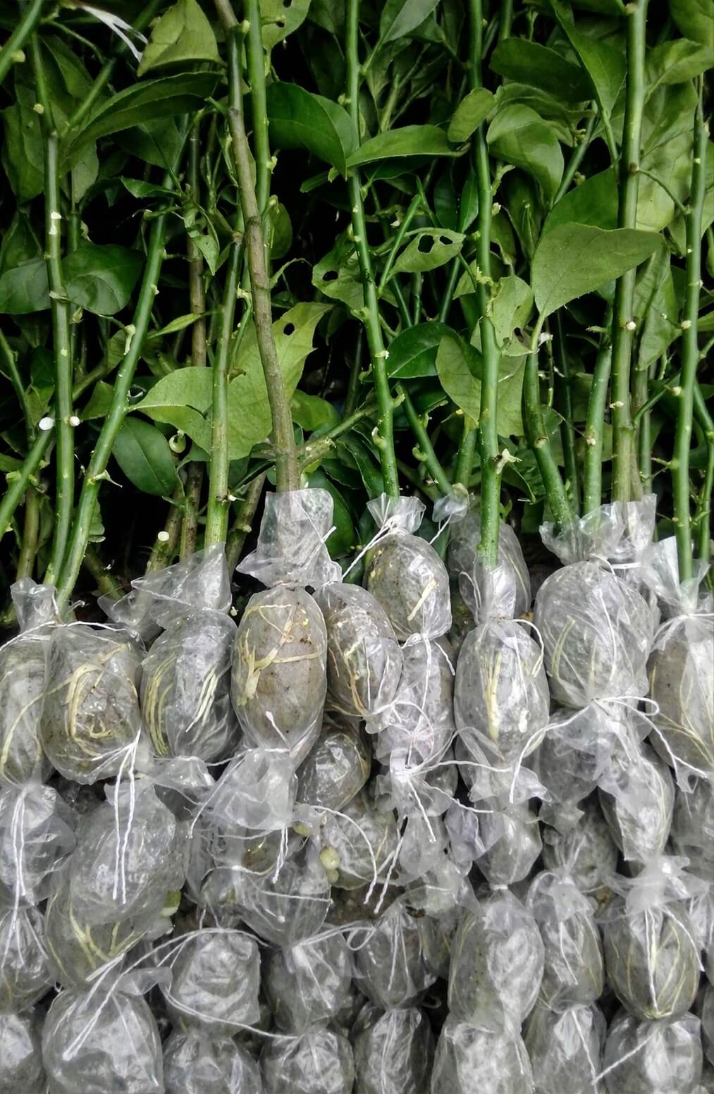 সীডলেস চায়না-৩ লেবু (২৫ পিস x ২৫ ৳)