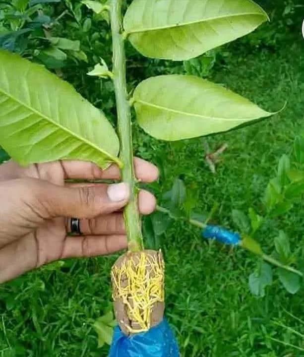 চারা ২
