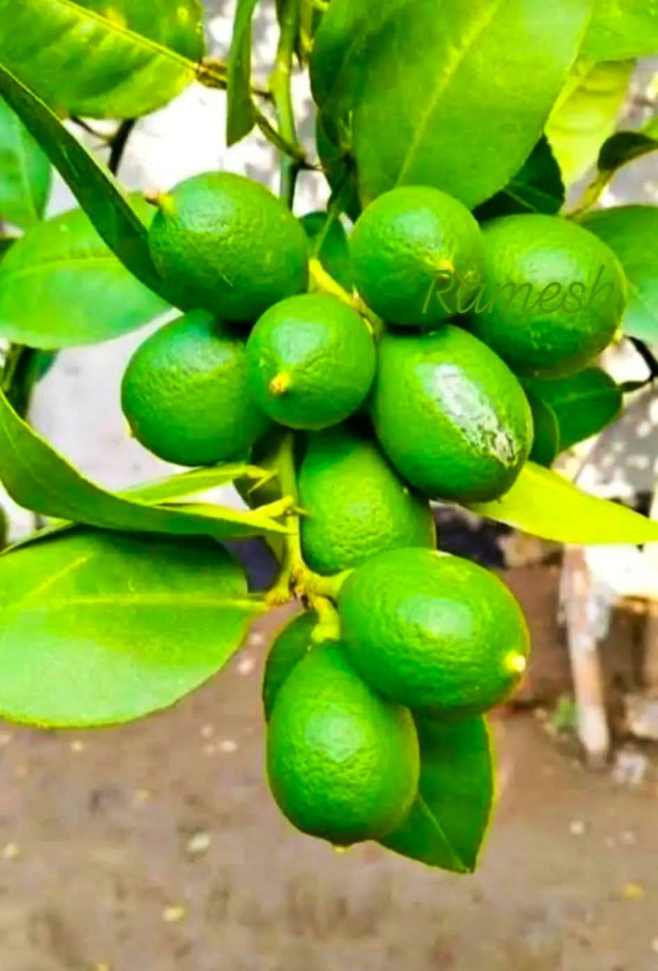 চারা ৩